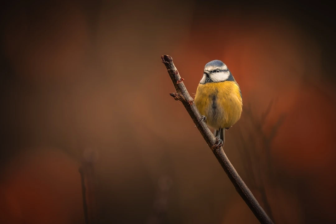 du-hoc-my-khi-co-ho-so-dinh-cu-goc-nhin-chuyen-gia